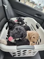 Rose, a female Sheepadoodle for sale in Benton, AR – Photo 8 of 8