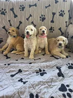 Aqua, a female Poodle - Standard  for sale in Benton, AR – 10 of 10