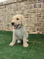 Aqua, a female Poodle - Standard  for sale in Benton, AR – 9 of 10