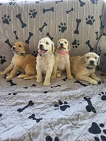 Jewel , a female Poodle - Standard  for sale in Benton, AR – 9 of 9