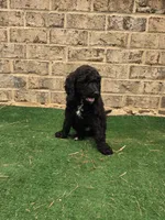 Greg, a male Poodle - Standard  for sale in Benton, AR – 3 of 9