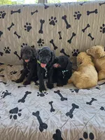 Greg, a male Poodle - Standard  for sale in Benton, AR – 9 of 9