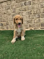 Minimums, a male Poodle - Standard  for sale in Benton, AR – 8 of 10