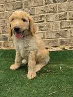 Hunter , a male Poodle - Standard  for sale in Benton, AR – 2 of 9
