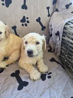 Aqua, a female Poodle - Standard  for sale in Benton, AR – 6 of 10