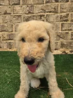 Aqua, a female Poodle - Standard  for sale in Benton, AR – 2 of 10
