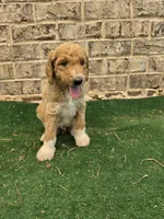 Minimums, a male Poodle - Standard  for sale in Benton, AR – 9 of 10
