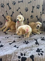 Jewel , a female Poodle - Standard  for sale in Benton, AR – 7 of 9
