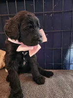 ROSE, a female Sheepadoodle for sale in Benton, AR – 10 of 10