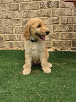Jewel , a female Poodle - Standard  for sale in Benton, AR – 4 of 9
