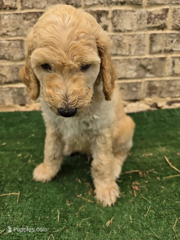 Hunter  – Poodle - Standard  puppy for sale in Benton, AR