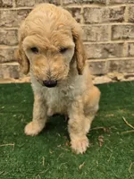 Hunter , a male Poodle - Standard  for sale in Benton, AR – 1 of 9