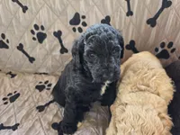 Greg, a male Poodle - Standard  for sale in Benton, AR – 7 of 9