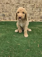 Sunny , a male Poodle - Standard  for sale in Benton, AR – 7 of 10