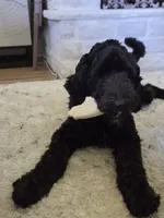 ROSE, a female Sheepadoodle for sale in Benton, AR – 3 of 10