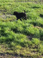 Isabella, a female Sheepadoodle for sale in Benton, AR – Photo 7 of 10