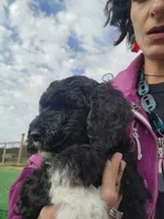Isabella, a female Sheepadoodle for sale in Benton, AR – Photo 8 of 10