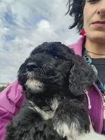 Isabella, a female Sheepadoodle for sale in Benton, AR – Photo 9 of 10