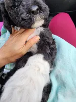 Isabella, a female Sheepadoodle for sale in Benton, AR – Photo 5 of 10