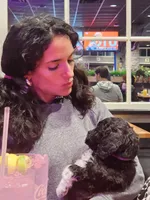 Isabella, a female Sheepadoodle for sale in Benton, AR – Photo 6 of 10