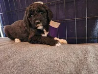 Isabella, a female Sheepadoodle for sale in Benton, AR – Photo 1 of 10