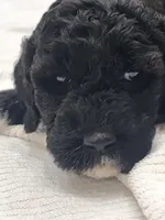 Isabella, a female Sheepadoodle for sale in Benton, AR – Photo 2 of 10