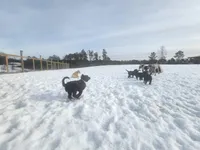 Isabella, a female Sheepadoodle for sale in Benton, AR – Photo 10 of 10