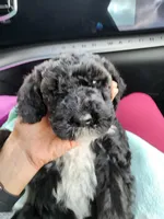 Isabella, a female Sheepadoodle for sale in Benton, AR – Photo 4 of 10