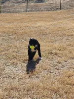 Alice, a female Sheepadoodle for sale in Benton, AR – Photo 3 of 5