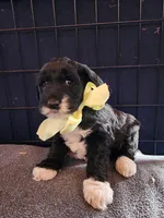 Alice, a female Sheepadoodle for sale in Benton, AR – Photo 1 of 5