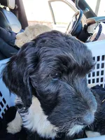 Alice, a female Sheepadoodle for sale in Benton, AR – Photo 4 of 5