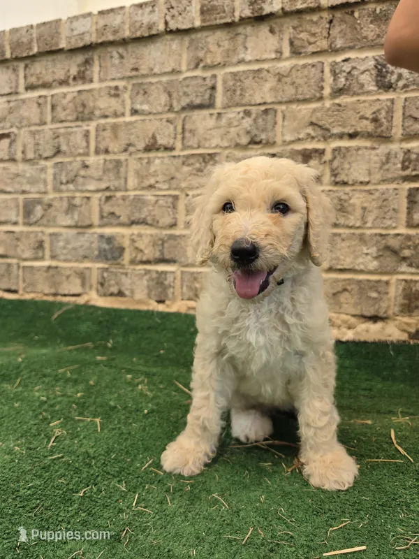 Aqua – Poodle - Standard  puppy for sale in Benton, AR