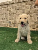 Aqua, a female Poodle - Standard  for sale in Benton, AR – 1 of 10
