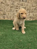 Sunny , a male Poodle - Standard  for sale in Benton, AR – 2 of 10