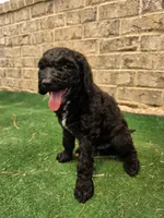 Greg, a male Poodle - Standard  for sale in Benton, AR – 2 of 9