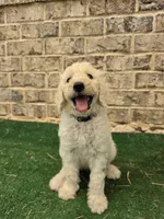 Pearl, a female Poodle - Standard  for sale in Benton, AR – 4 of 7
