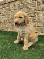 Hunter , a male Poodle - Standard  for sale in Benton, AR – 4 of 9