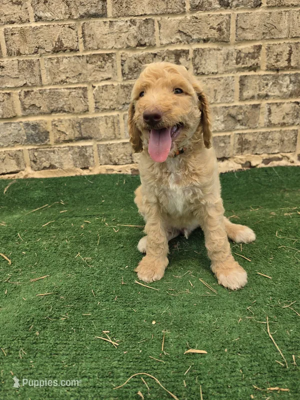 Sunny  – Poodle - Standard  puppy for sale in Benton, AR