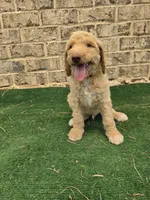 Sunny , a male Poodle - Standard  for sale in Benton, AR – 1 of 10