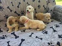 Pearl, a female Poodle - Standard  for sale in Benton, AR – 6 of 7