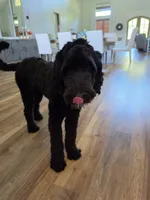 ROSE, a female Sheepadoodle for sale in Benton, AR – 5 of 10