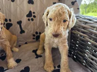 Sunny , a male Poodle - Standard  for sale in Benton, AR – 8 of 10