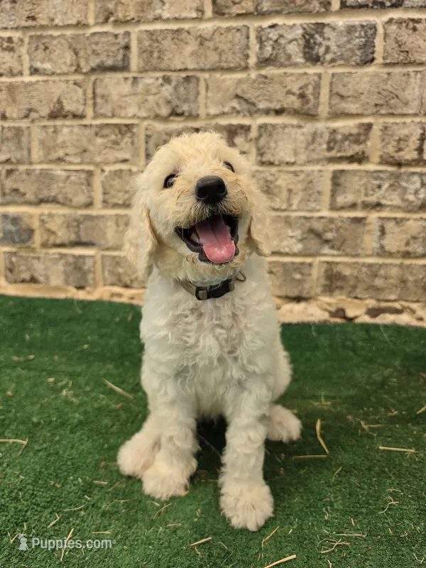 Pearl – Poodle - Standard  puppy for sale in Benton, AR