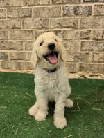 Pearl, a female Poodle - Standard  for sale in Benton, AR – 1 of 7