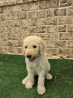 Pearl, a female Poodle - Standard  for sale in Benton, AR – 7 of 7