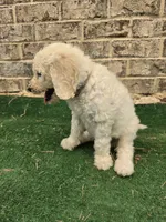 Pearl, a female Poodle - Standard  for sale in Benton, AR – 3 of 7