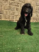 Timmy , a male Poodle - Standard  for sale in Benton, AR – 4 of 10