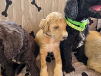 Minimums, a male Poodle - Standard  for sale in Benton, AR – 10 of 10