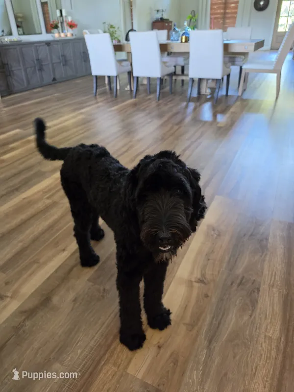 ROSE – Sheepadoodle puppy on hold in Benton, AR