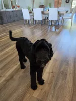 ROSE, a female Sheepadoodle for sale in Benton, AR – 1 of 10